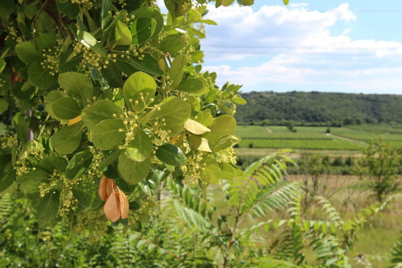 Vila Flora Sečovlje Buitenkant foto